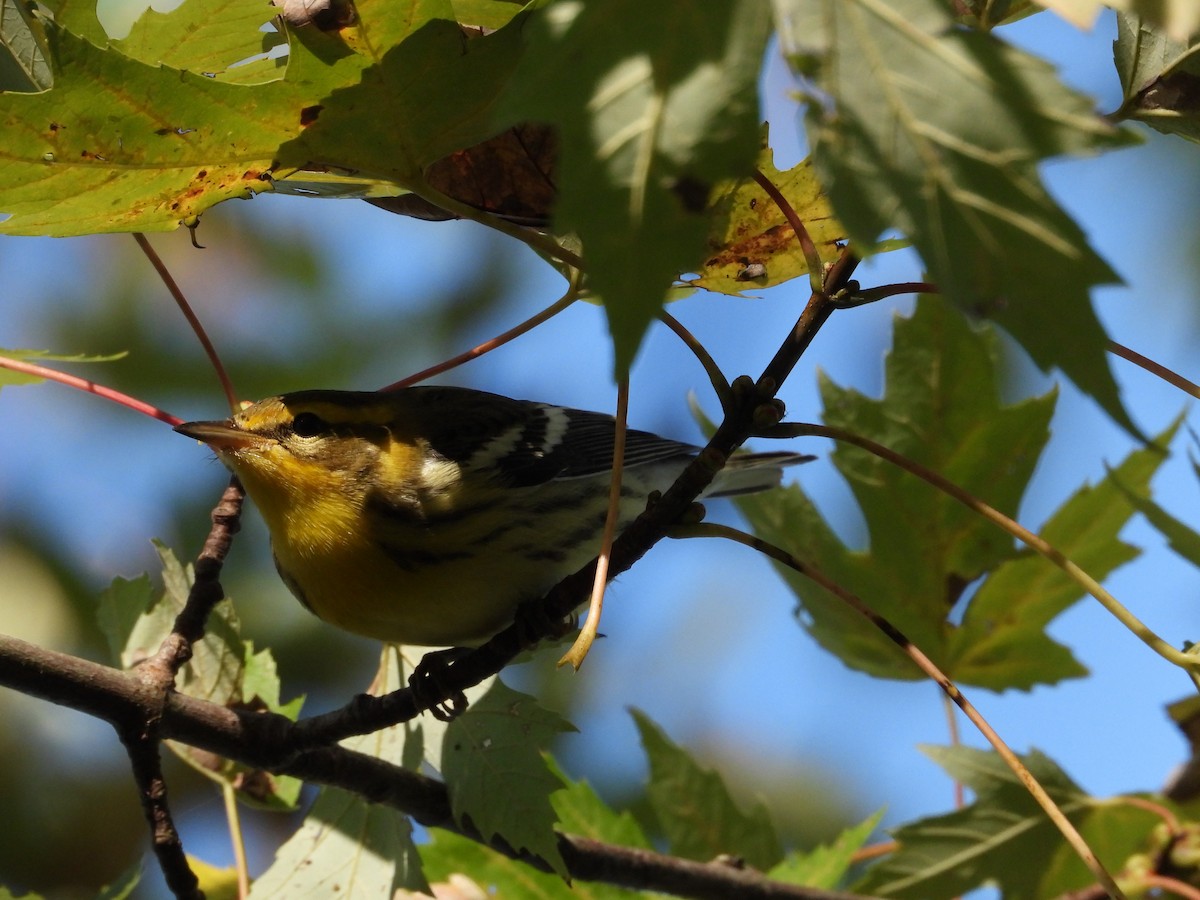 Blackburnian Warbler - ML643243677