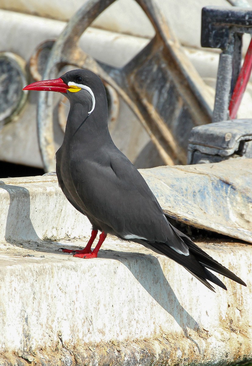Inca Tern - ML643243683