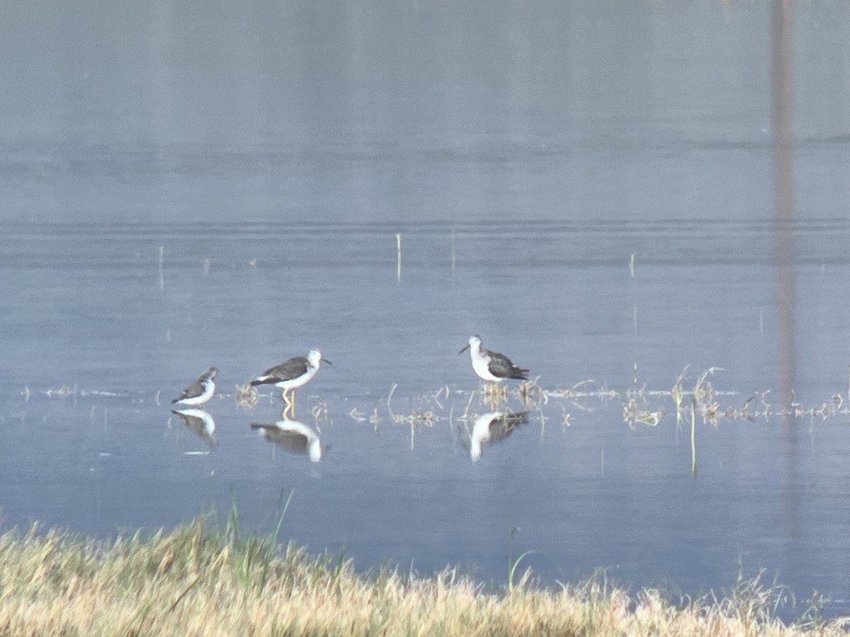 vodouš žlutonohý - ML643243690