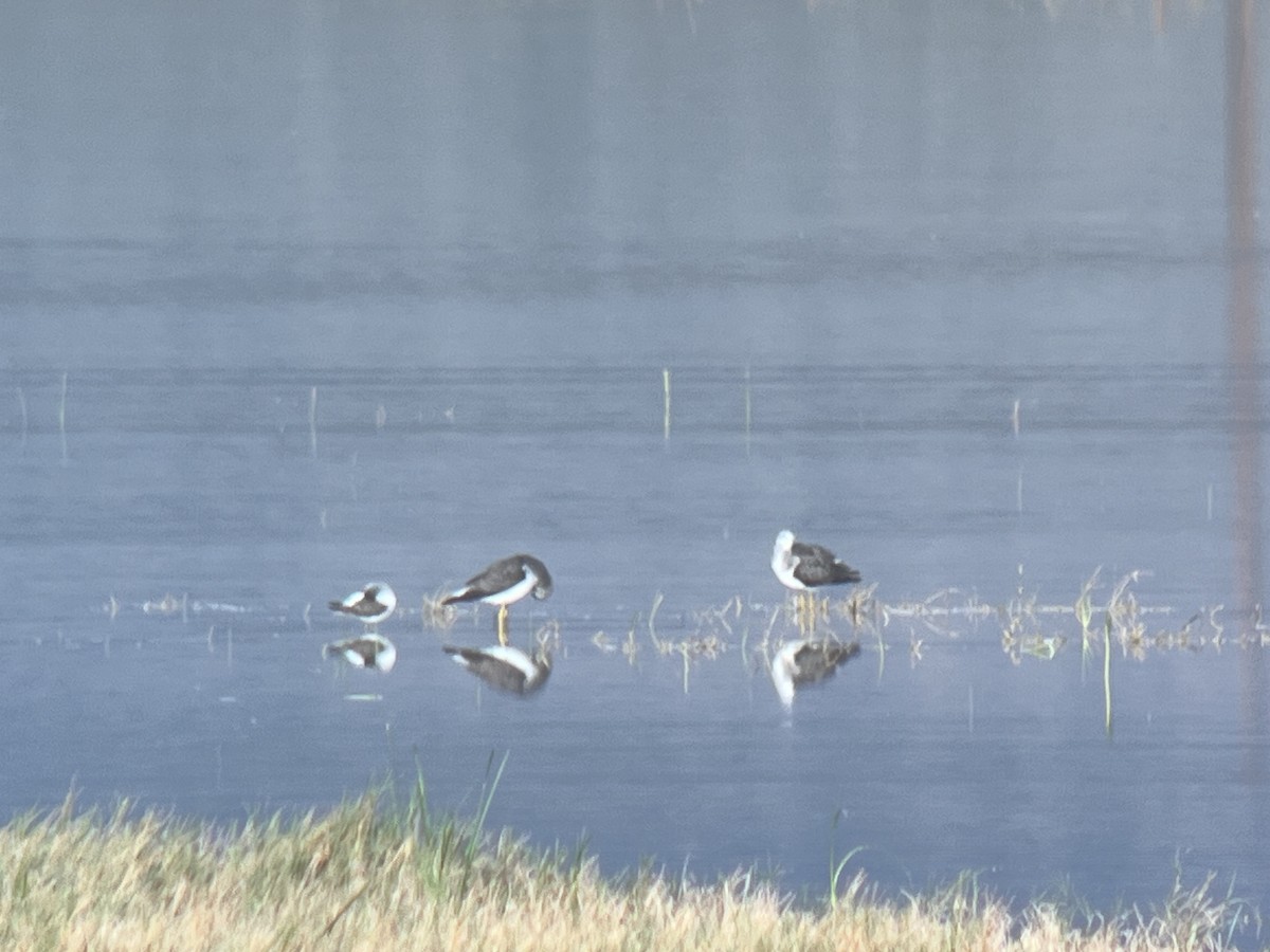 vodouš žlutonohý - ML643243691