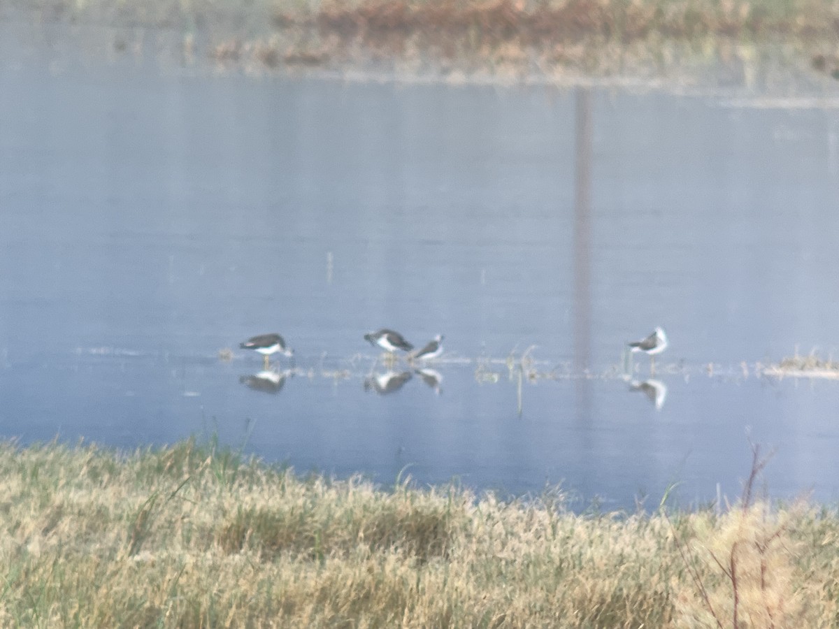 vodouš žlutonohý - ML643243692