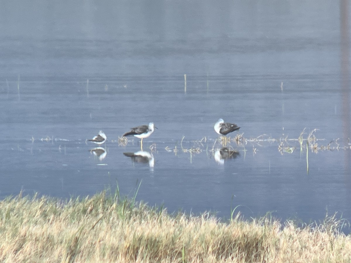 vodouš žlutonohý - ML643243693