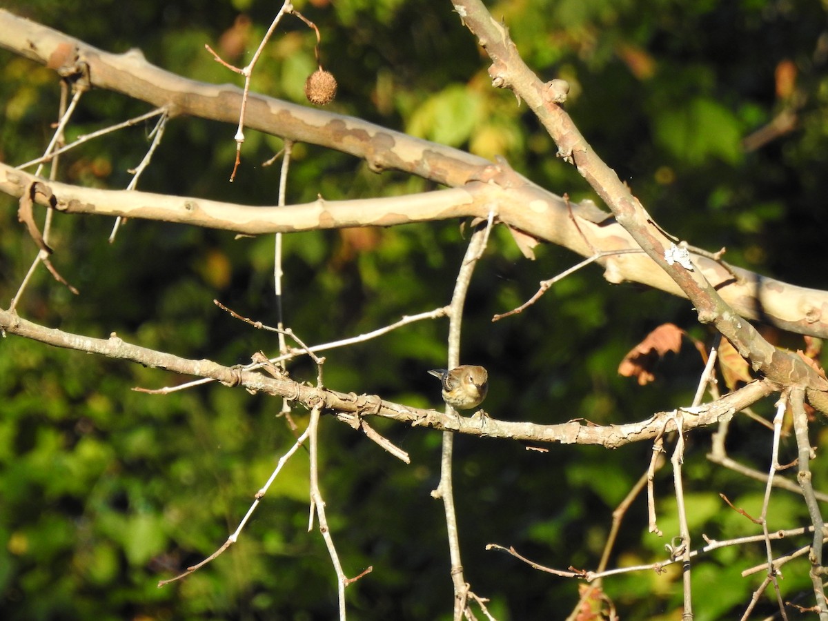 Yellow-rumped Warbler - ML643243694