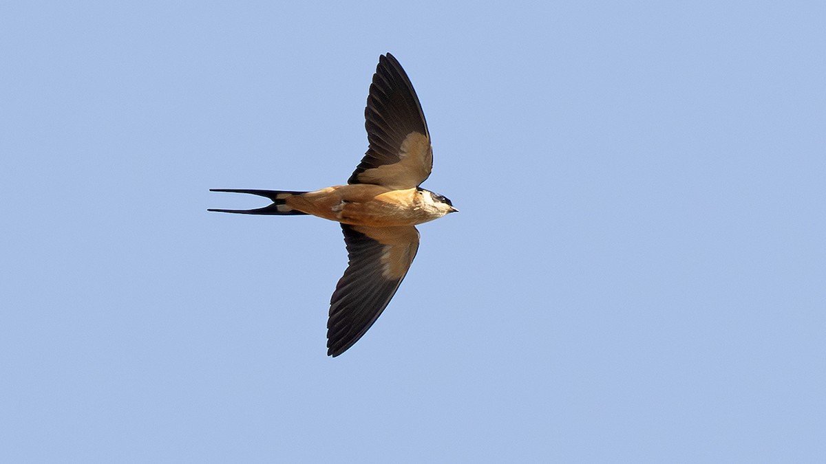 Mosque Swallow - ML643243695
