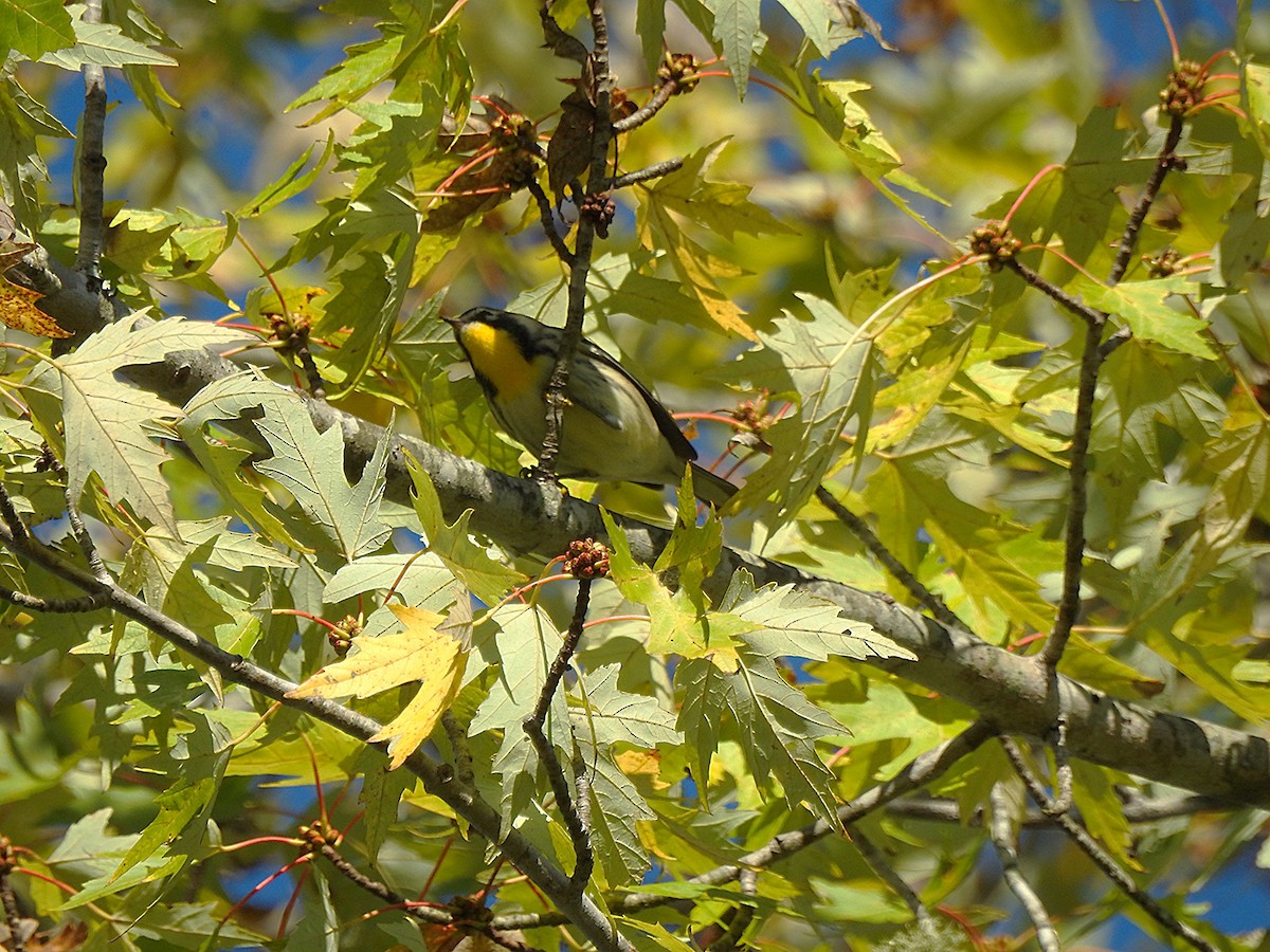 Yellow-throated Warbler - ML643243705
