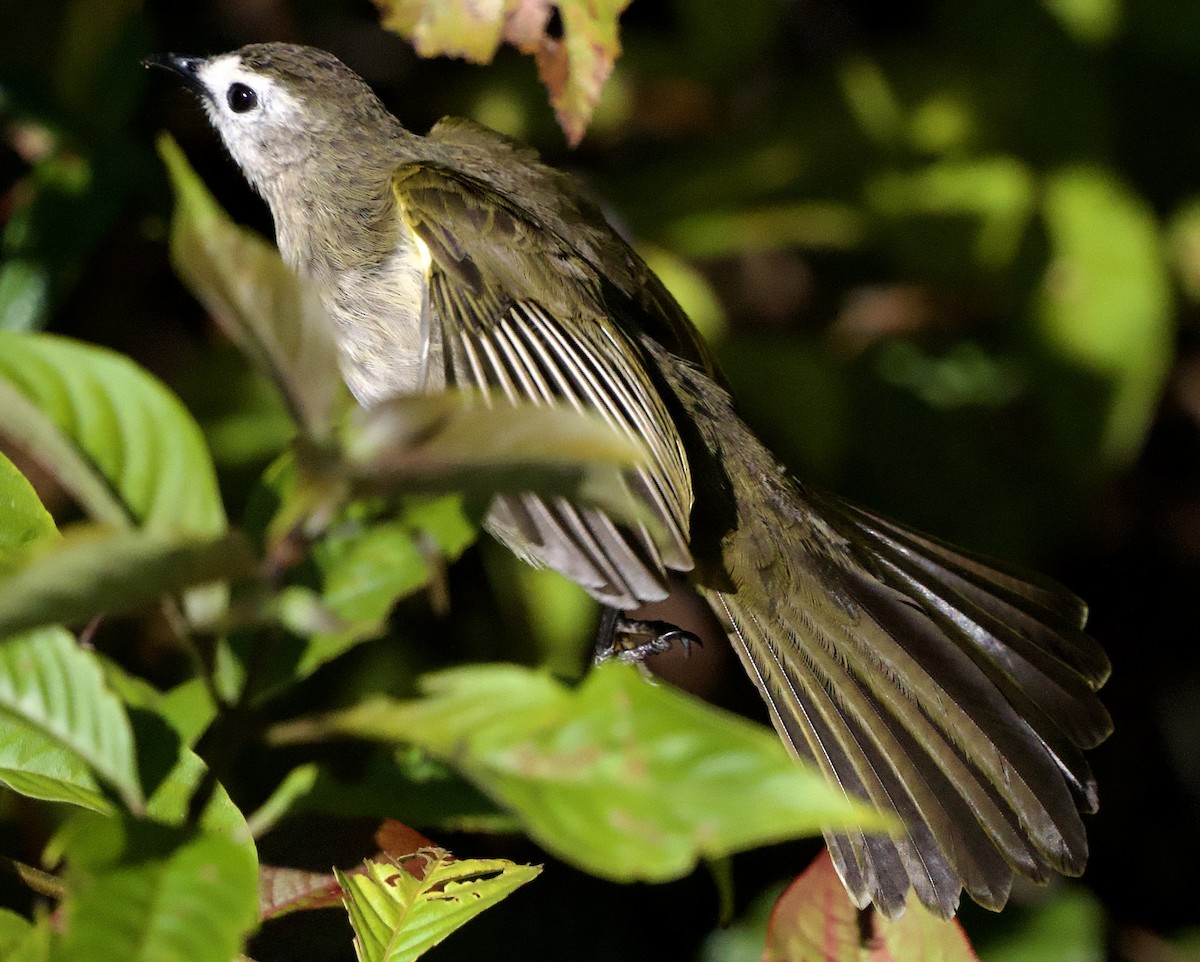 Pale-faced Bulbul - ML643243718