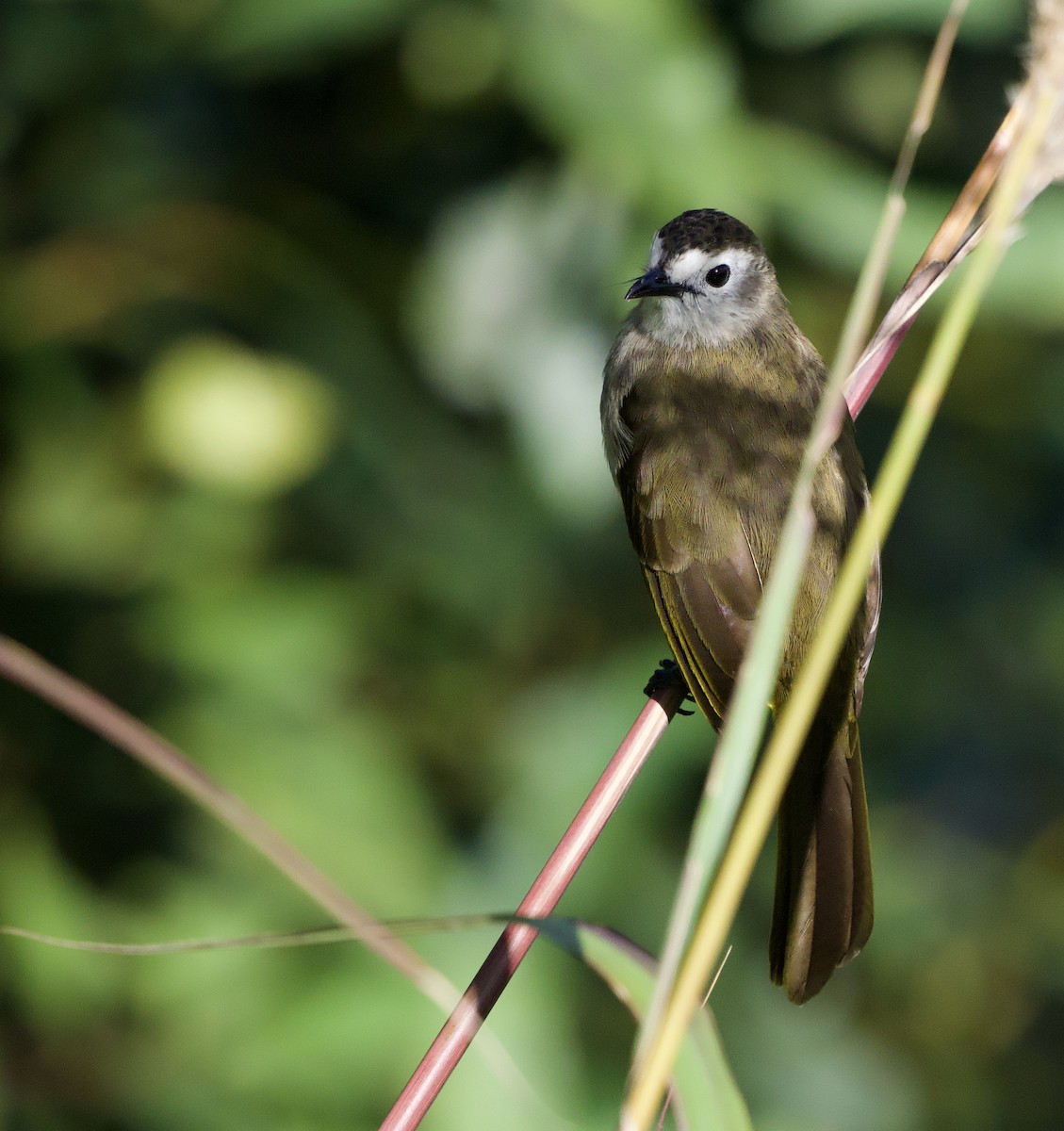 Pale-faced Bulbul - ML643243719