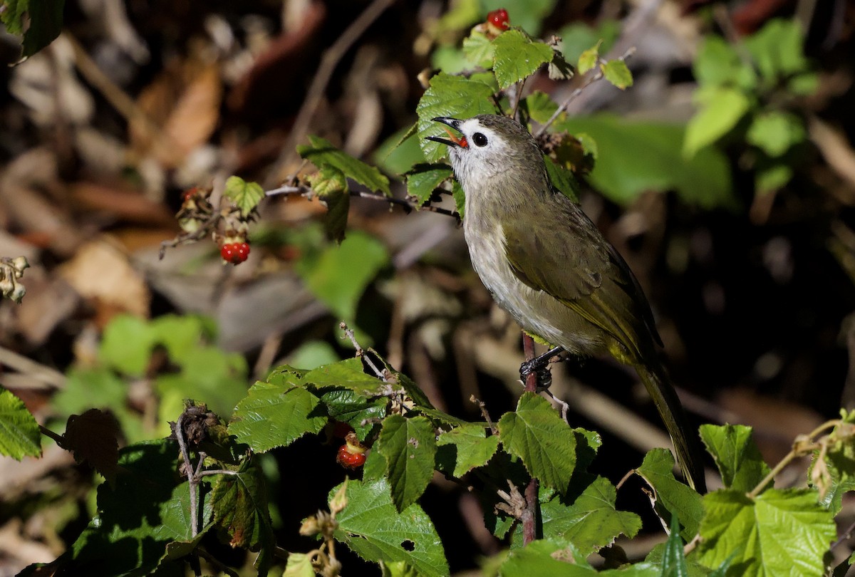 Pale-faced Bulbul - ML643243721