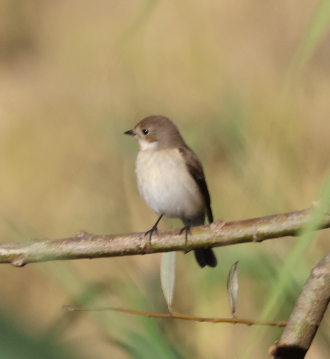 European Pied Flycatcher - ML643243723