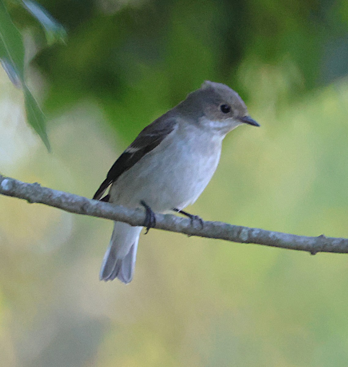 European Pied Flycatcher - ML643243733
