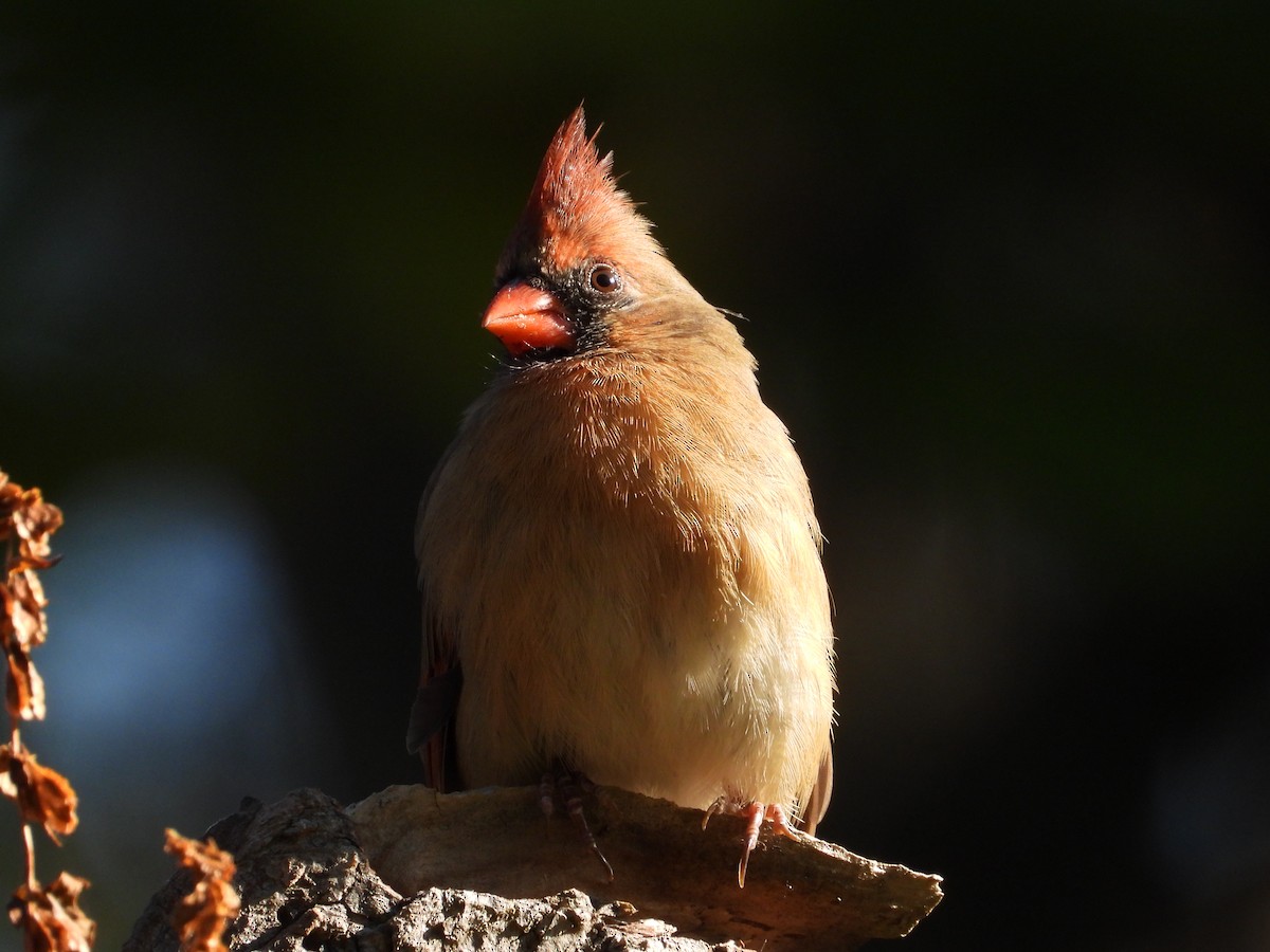 Northern Cardinal - ML643243735