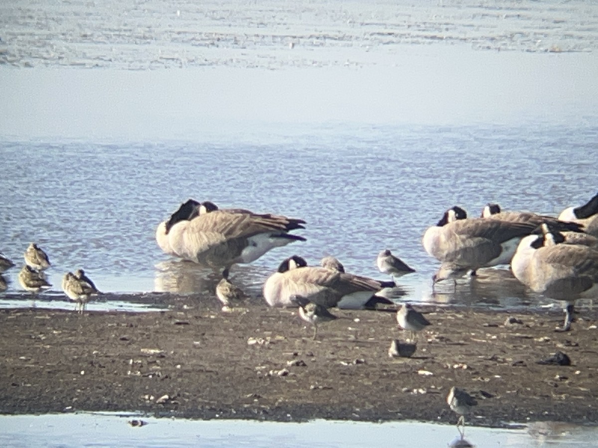 オオハシシギ - ML643243739