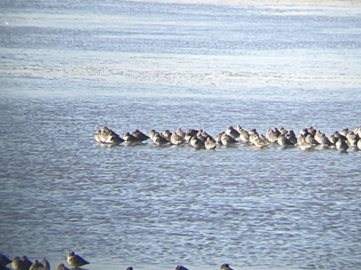 オオハシシギ - ML643243740