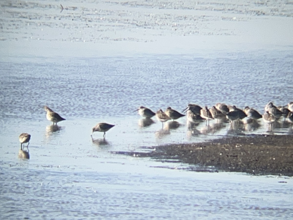 オオハシシギ - ML643243741