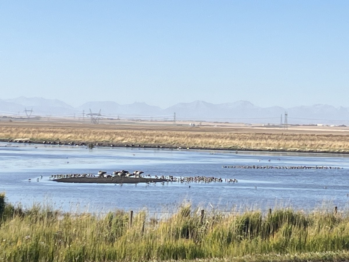 オオハシシギ - ML643243742