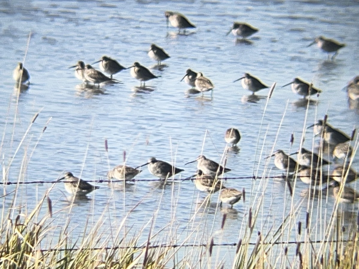 オオハシシギ - ML643243743