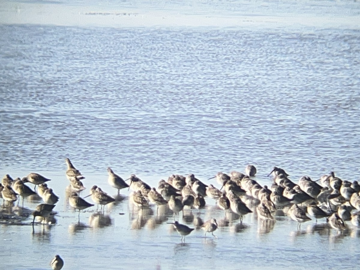 オオハシシギ - ML643243744