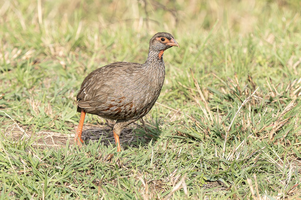 Francolin à gorge rouge - ML643243754