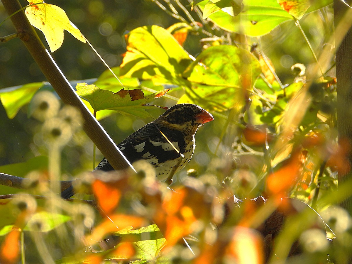 Rose-breasted Grosbeak - ML643243778