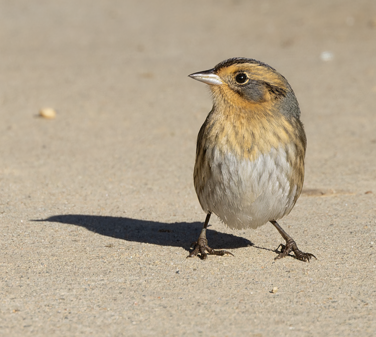 Nelson's Sparrow - ML643243782