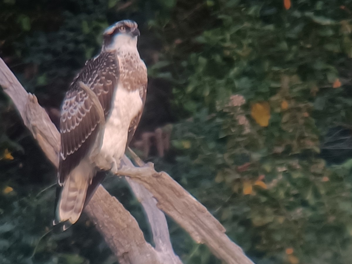 Osprey - ML643243812