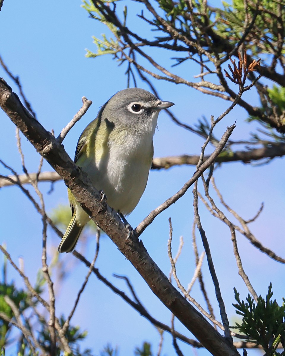 Blue-headed Vireo - ML643243828