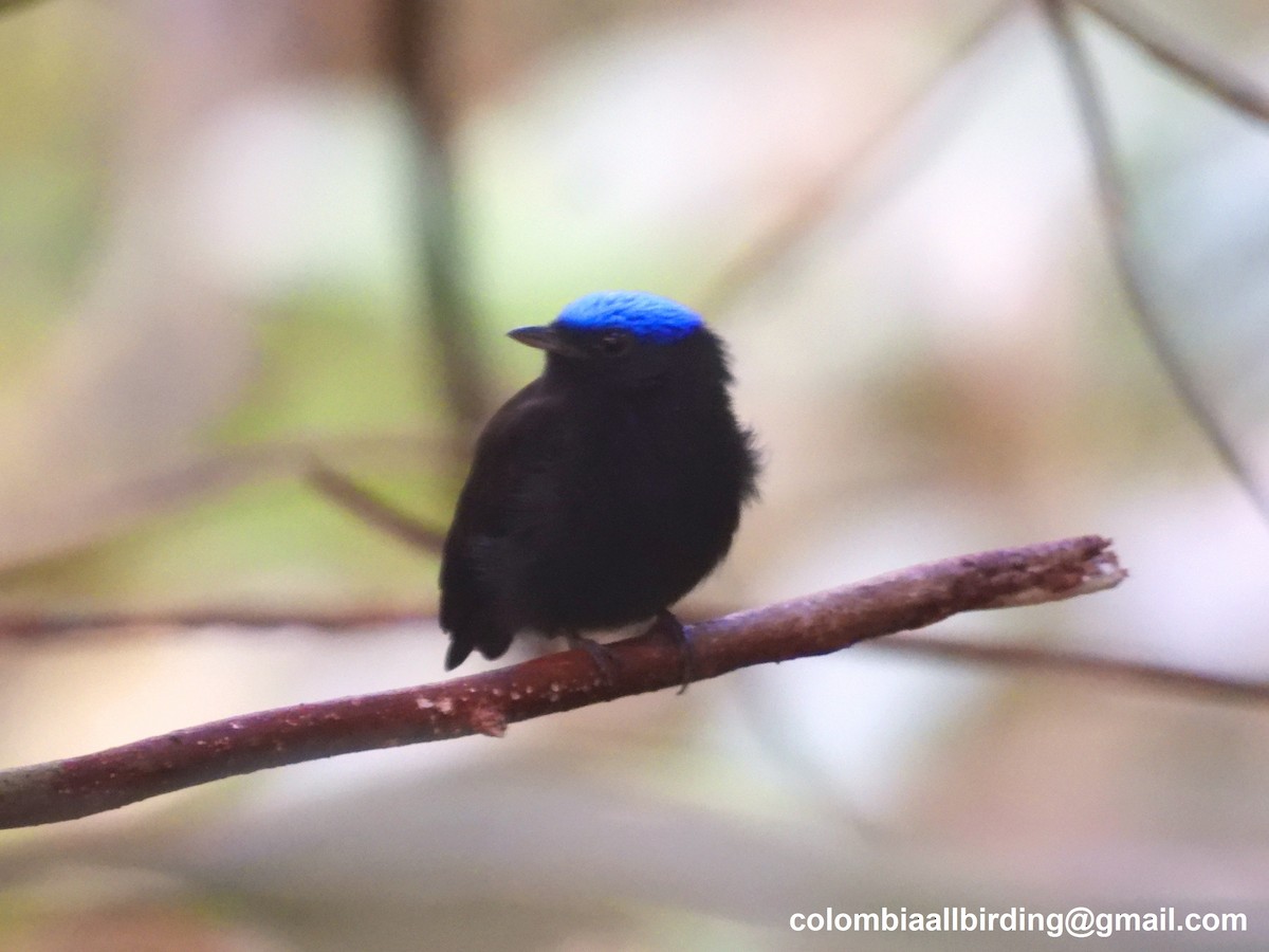 Blue-capped Manakin - ML643243893