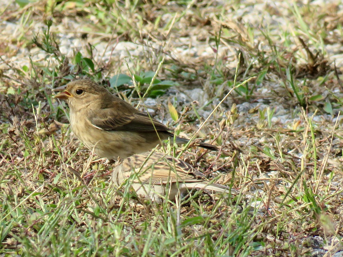 papežík indigový - ML643243924