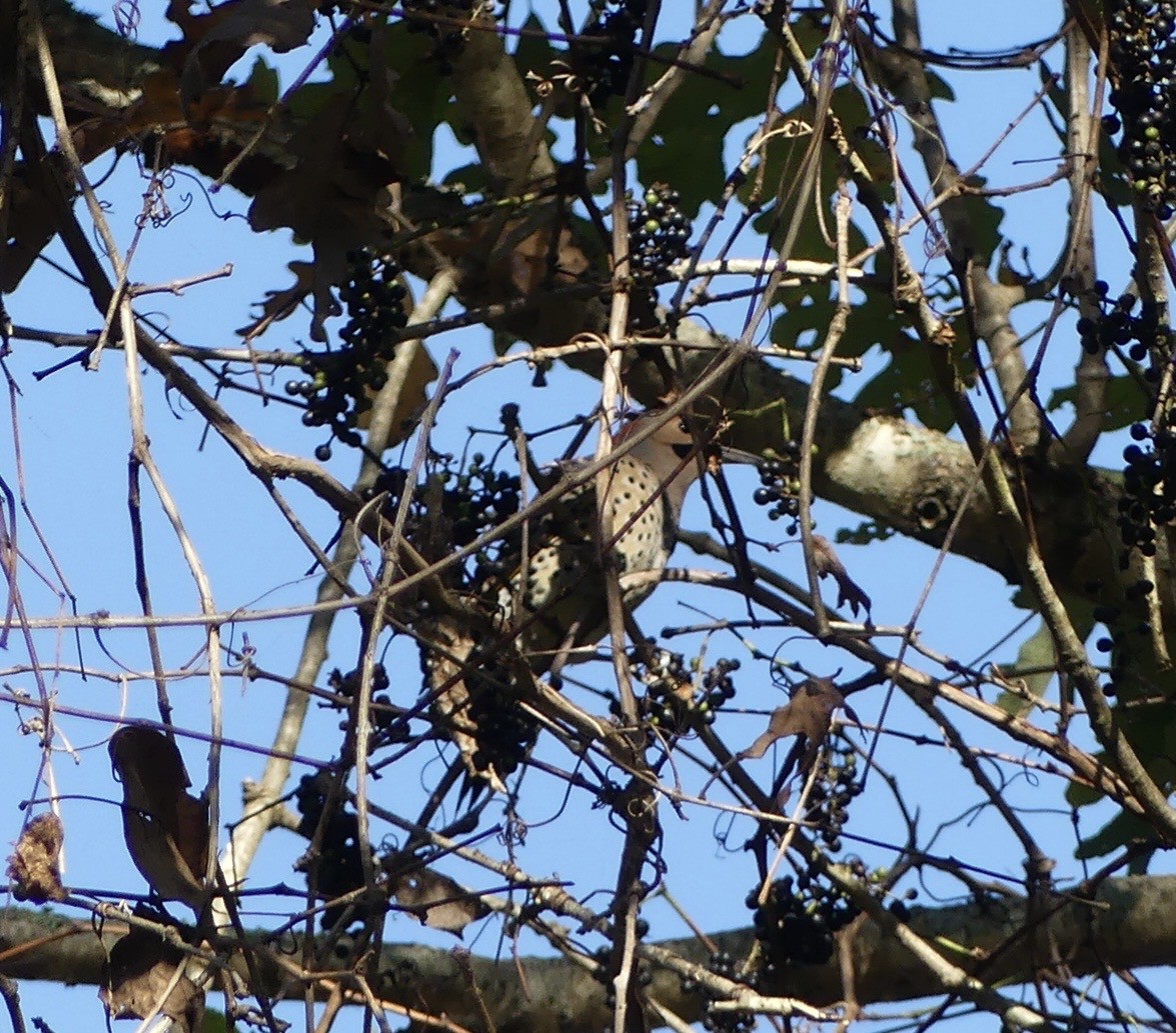 Шилоклювый дятел - ML643243926