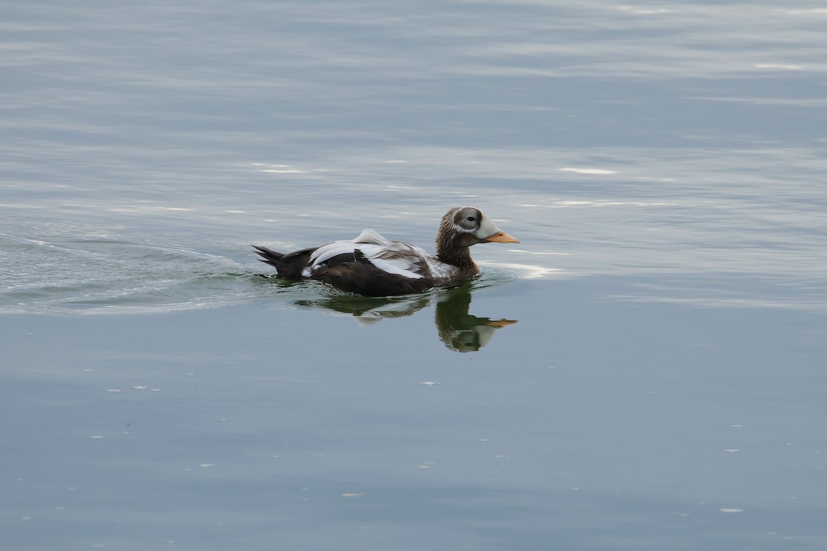 Spectacled Eider - ML643243944
