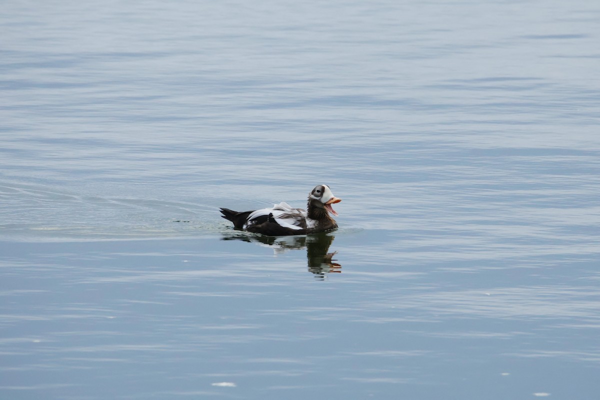 Spectacled Eider - ML643243951