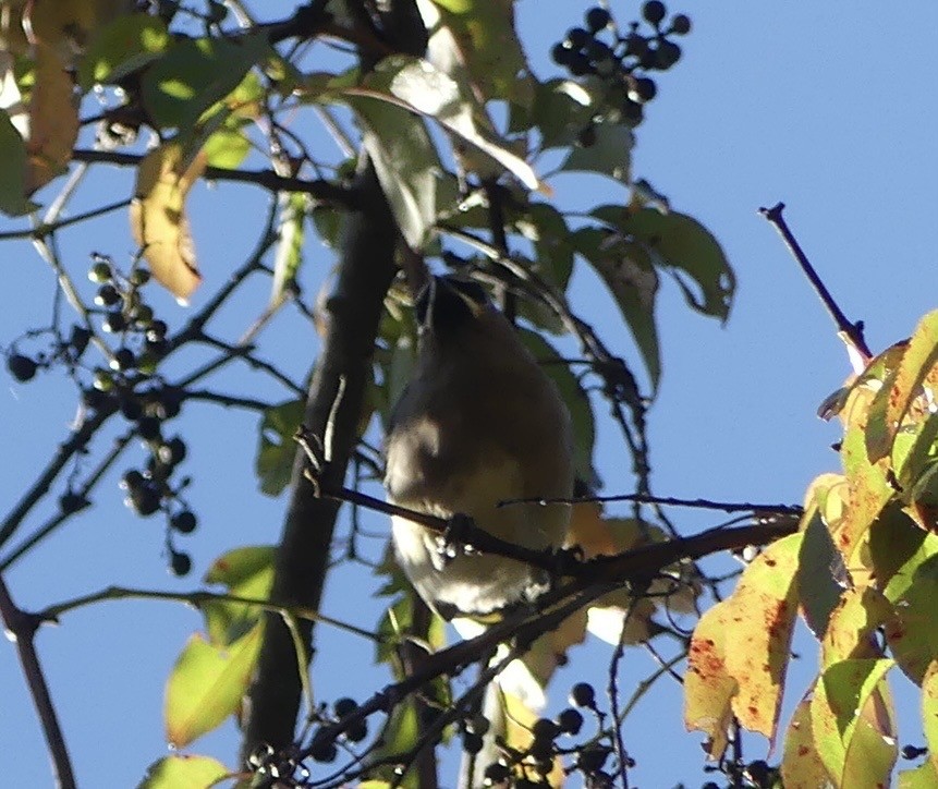 Кедровый свиристель - ML643243953