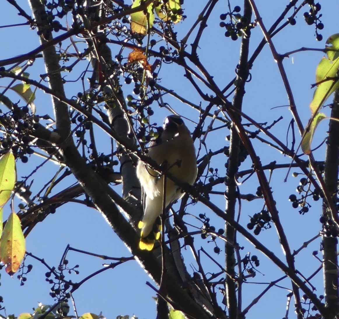 Кедровый свиристель - ML643243954