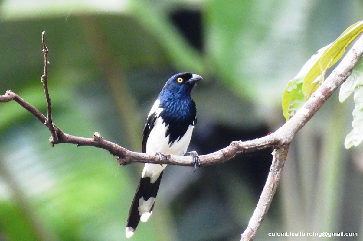 Magpie Tanager - ML643243955