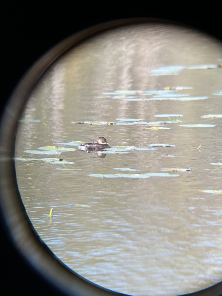 Pied-billed Grebe - ML643243959