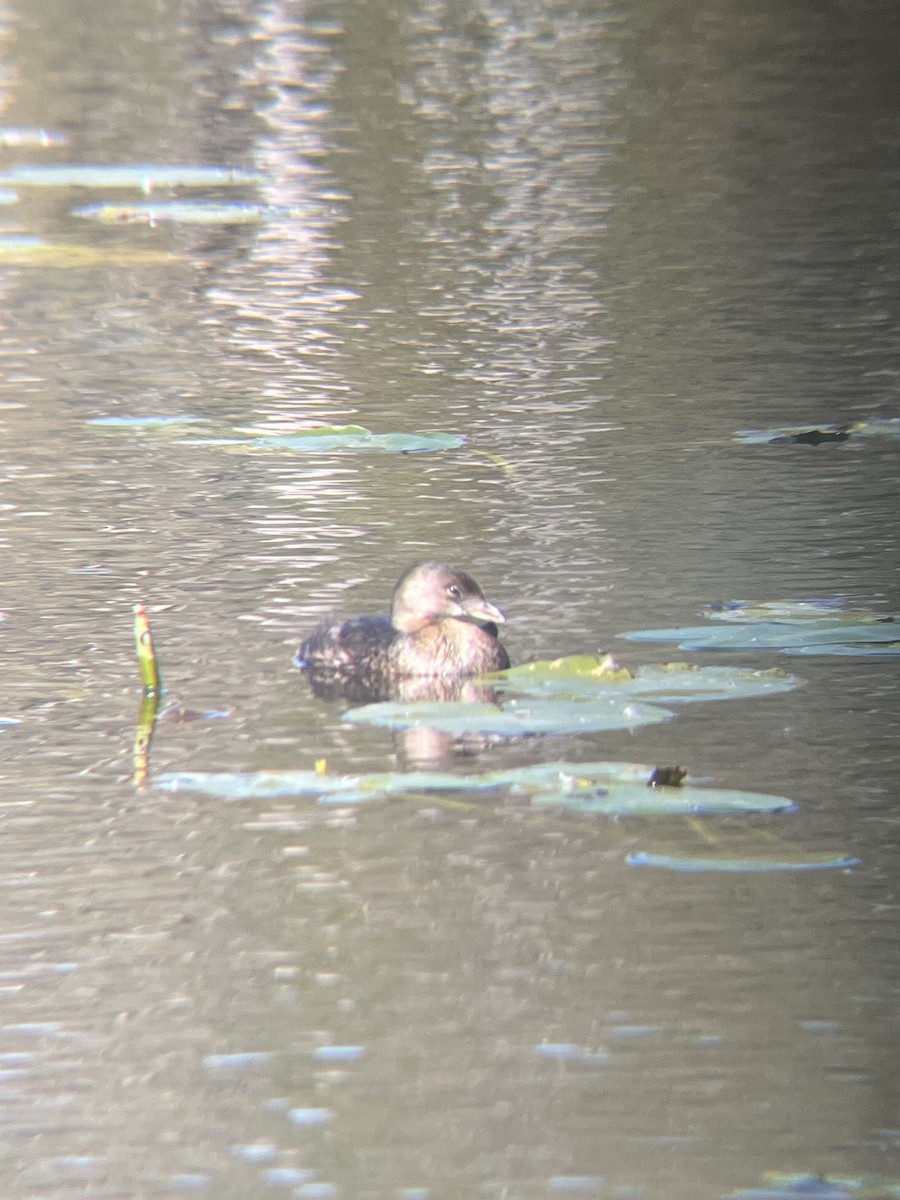 Pied-billed Grebe - ML643243960