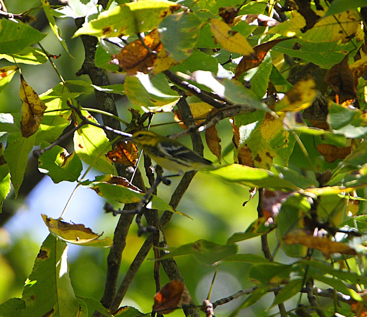 Black-throated Green Warbler - ML643243962