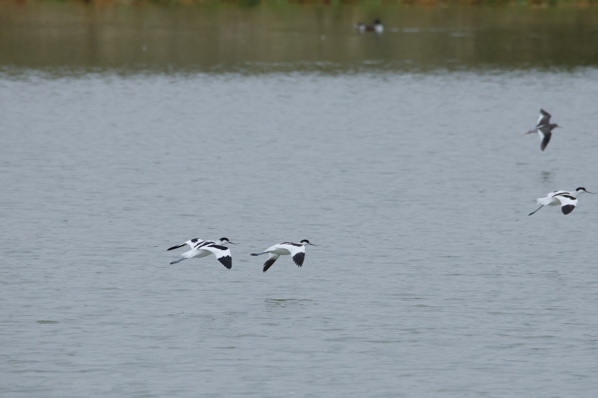 Avocetta - ML643243967