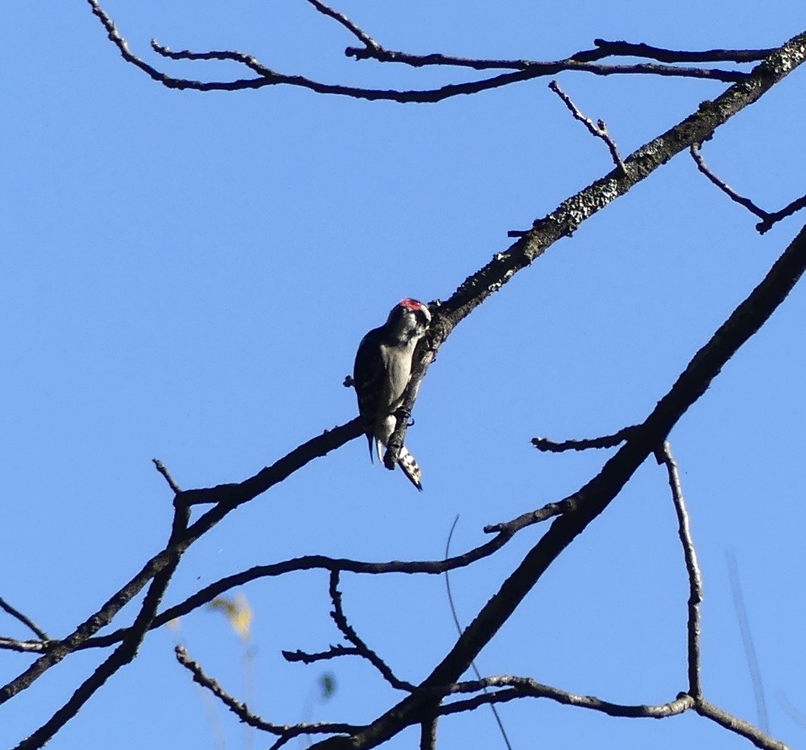 Пушистый дятел - ML643243975