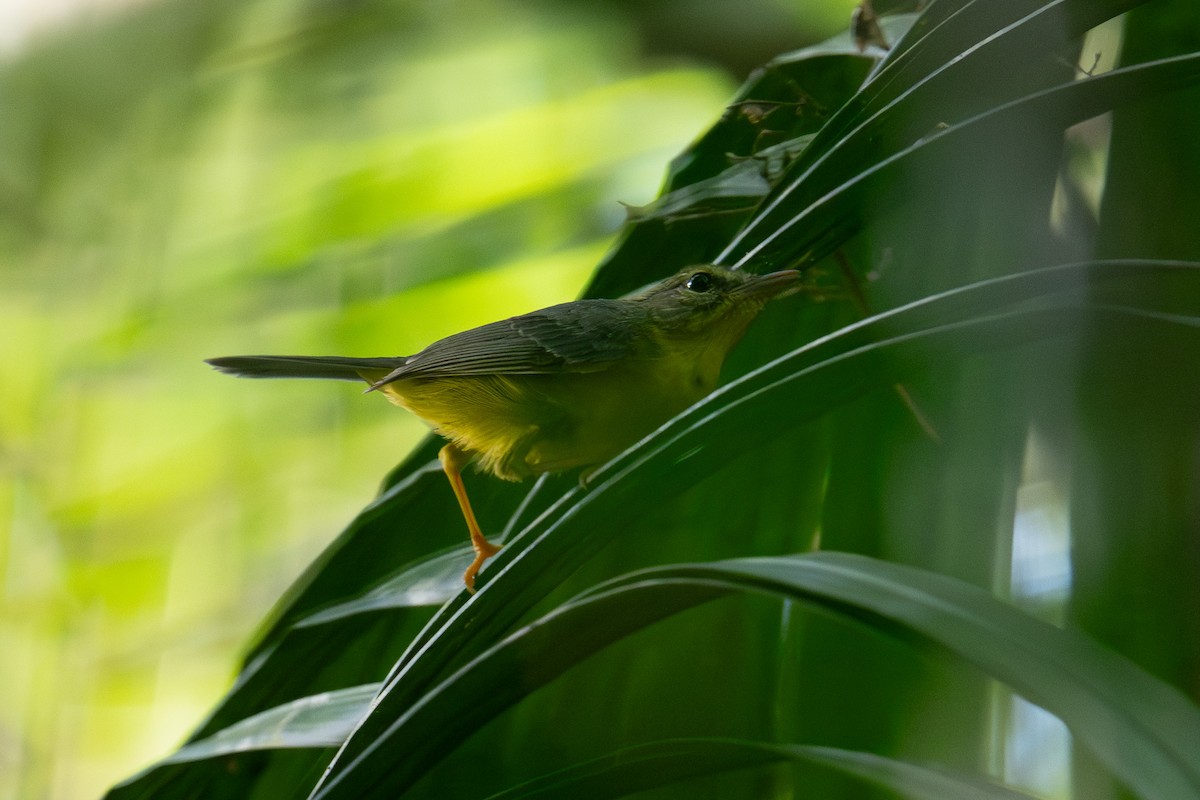 Golden-crowned Warbler - ML643243986