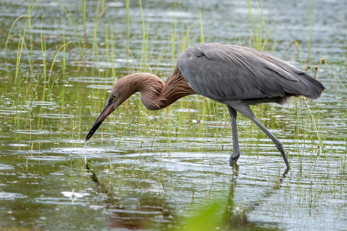 Reddish Egret - ML643244016