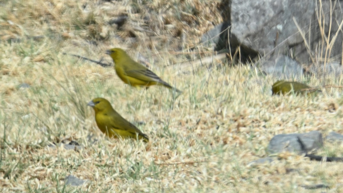 Yeşil Kanarya İspinozu - ML643244018