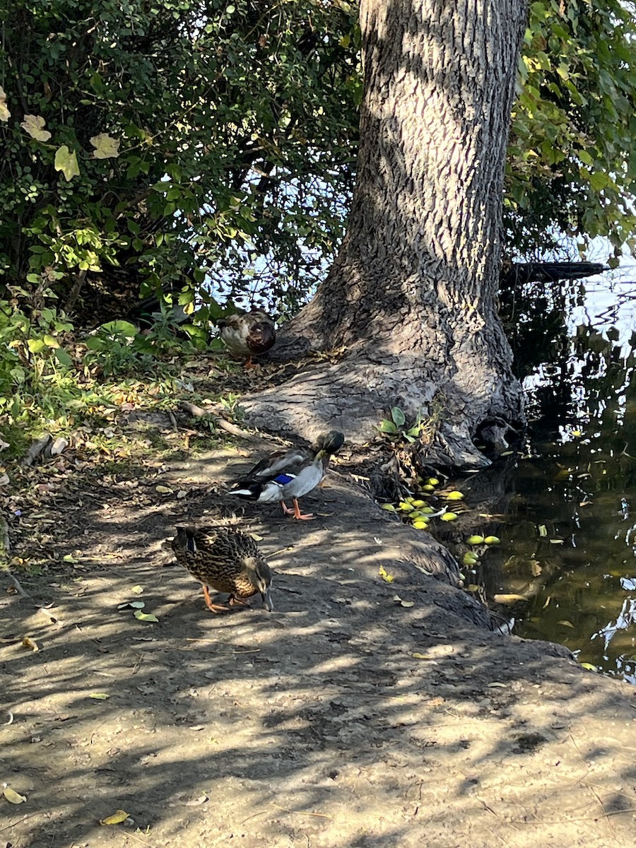 Mallard - ML643244019