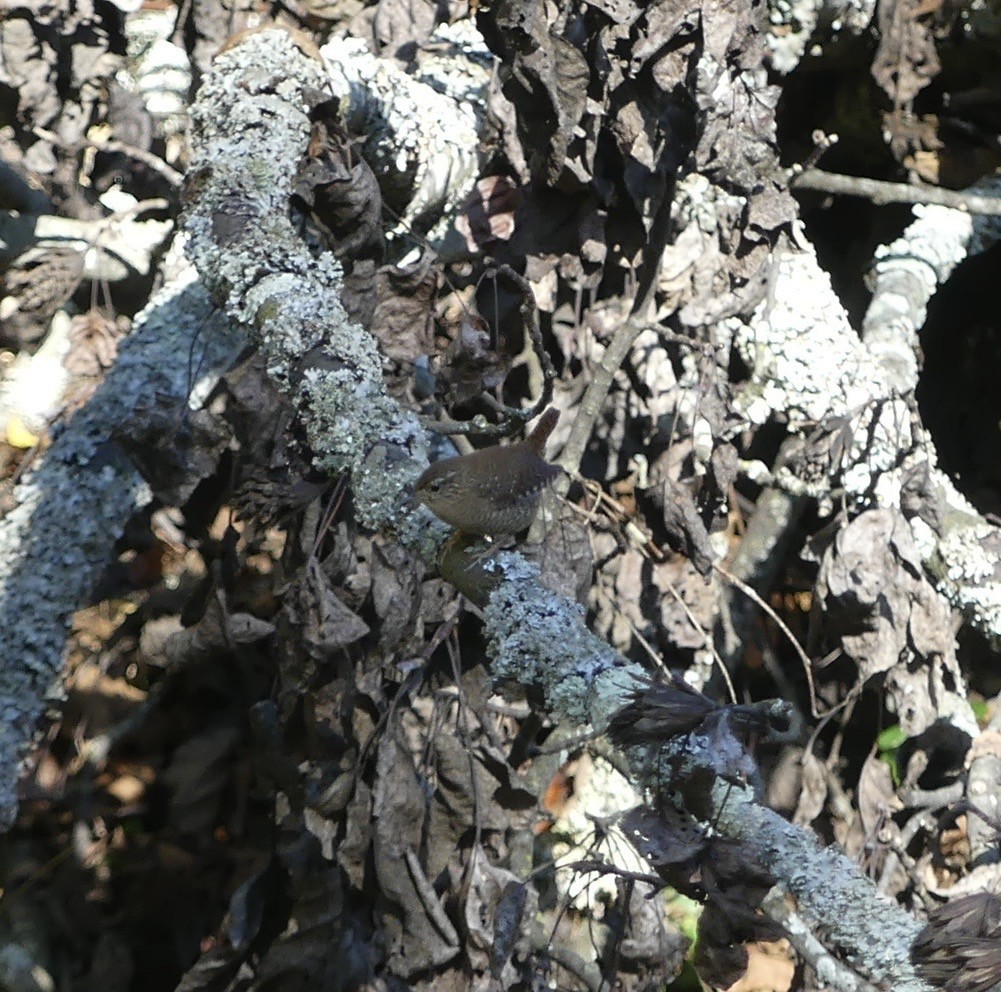 Американский крапивник - ML643244033