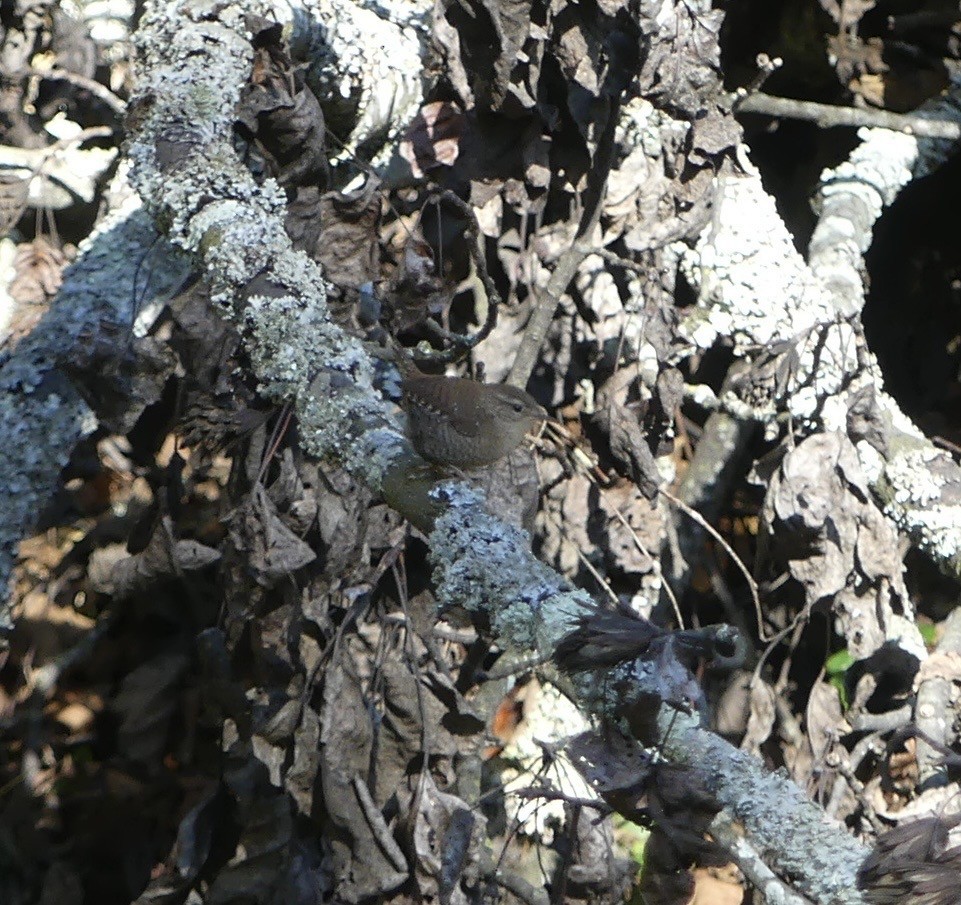 Американский крапивник - ML643244034