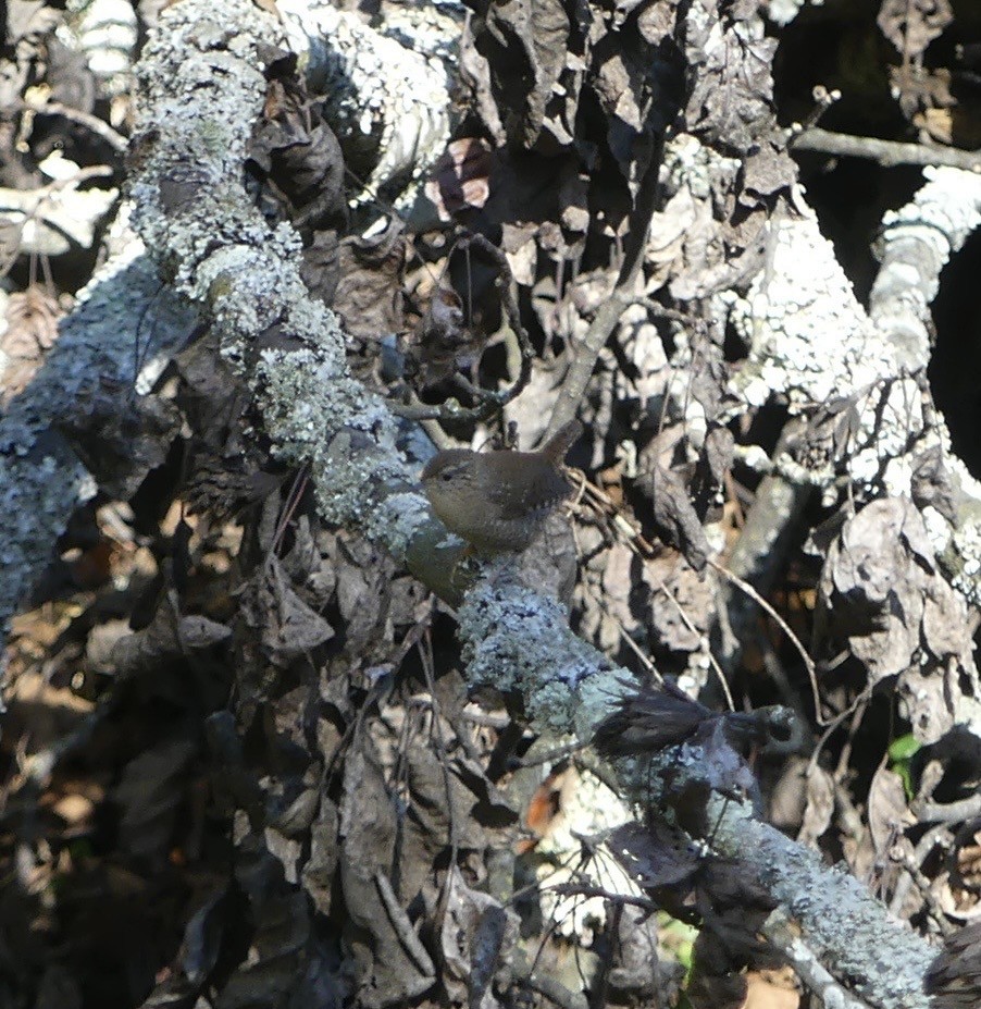 Американский крапивник - ML643244035