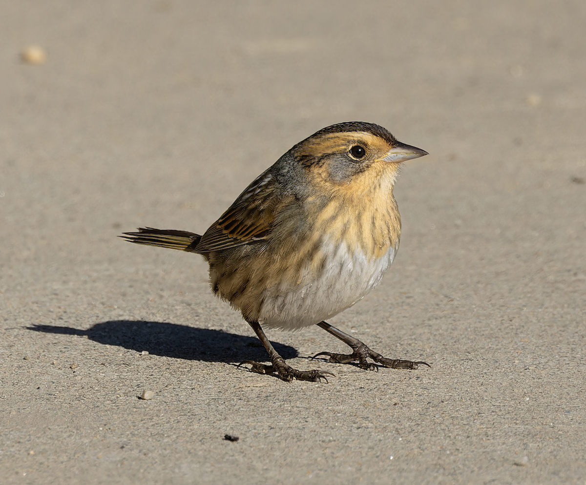 Nelson's Sparrow - ML643244046