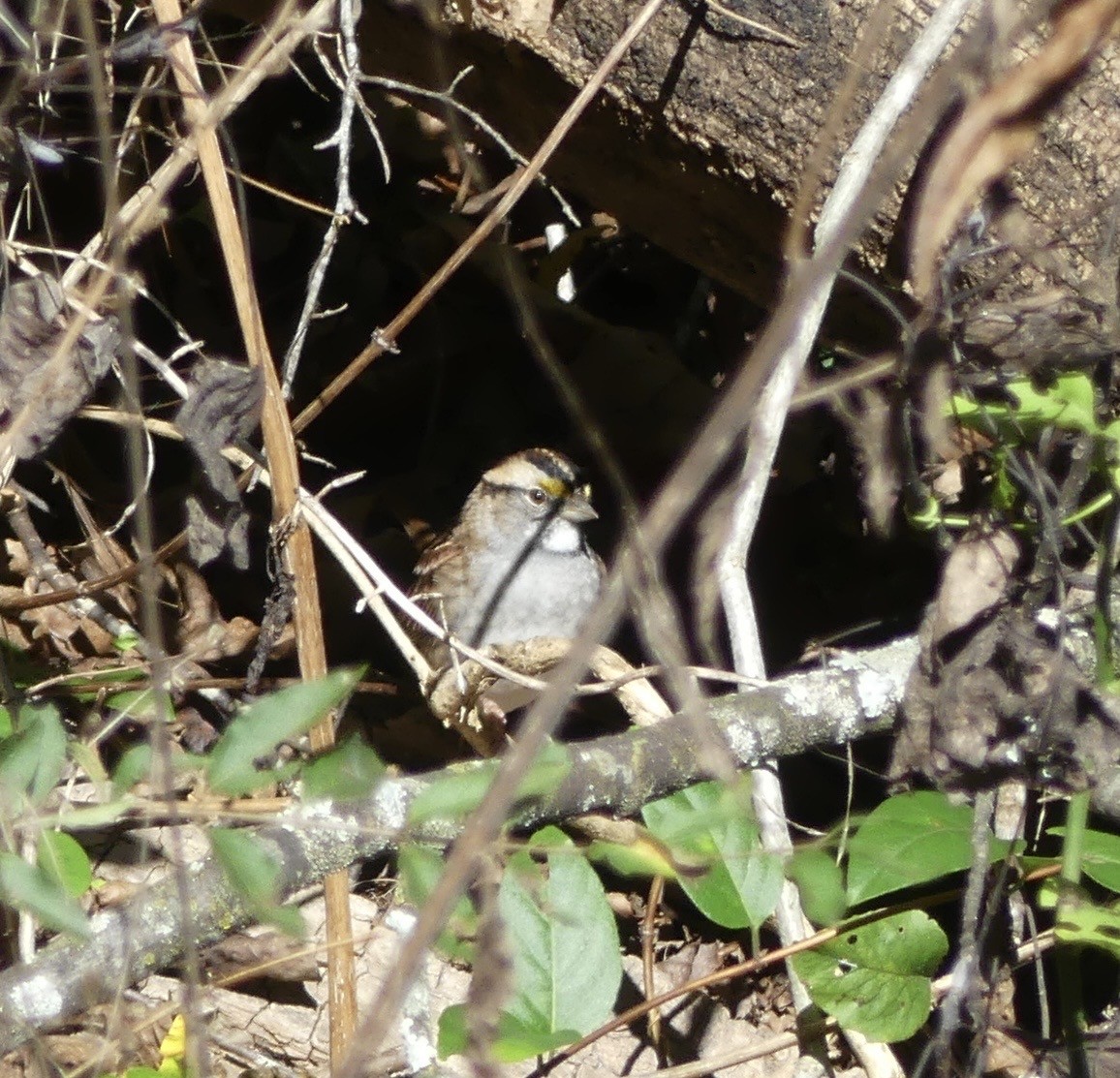 Белогорлая зонотрихия - ML643244060