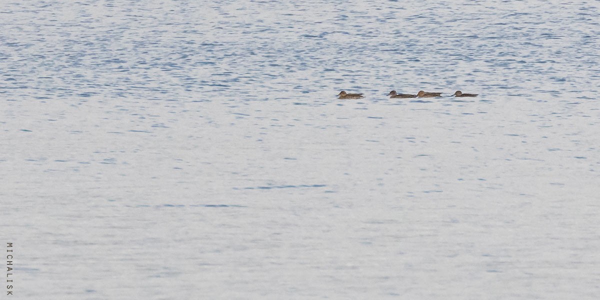 Green-winged Teal - ML643244065