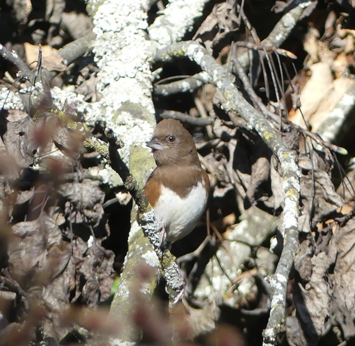 Красноглазый тохи - ML643244066